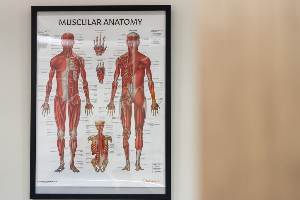 Muscular anatomy chart in the Physio Health Hub clinic in Bygrave